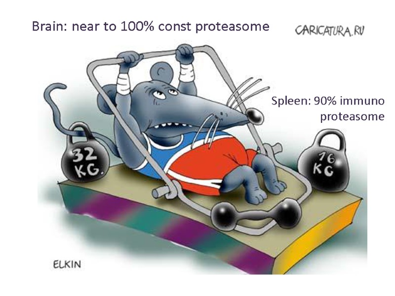Brain: near to 100% const proteasome Spleen: 90% immuno proteasome